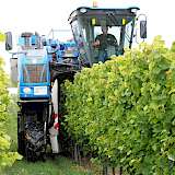 LU Herbert setzt zwei Traubenvollernter in der Weinlese ein.