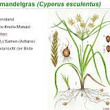 Detailansicht Erdmandelgras