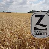 Z-Saatgut-Schild in Getreidefeld